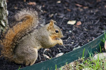 Backyard Fox Squirrel in mulch bed eating seeds. mouth open, left side, center