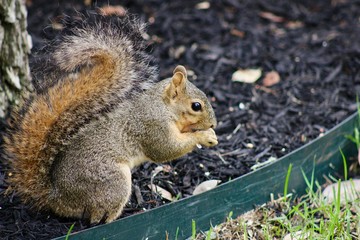Backyard Fox Squirrel in mulch bed eating seeds. mouth open, left side, center