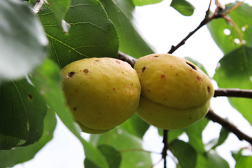 Unripe apricots on a branch