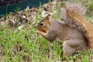 Naklejka na ściany i meble Backyard Fox Squirrel in Central Texas in the grass eating a seed, side of body