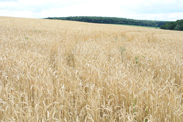 Large wheat field on sky background