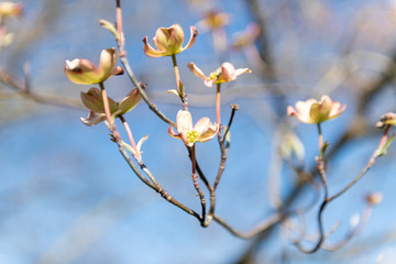 Apple Blooms on a tree