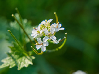 Alliaria petiolata close-up photo © Lukasz