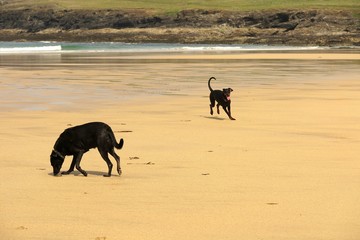 booby's bay cornwall england united kingdom