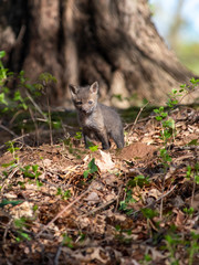 Red Fox Kits near the den...about 4-5 Weeks old