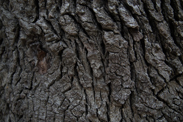 large longitudinal stripes on the bark of a centenary tree