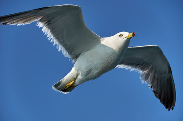 Seagull in the sea. Flying seagull on a background of the sea.
