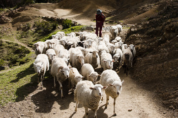 Joven chica pastora llevando un rebaño de ovejas a través de la Isla del Sol en Bolivia