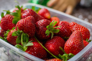 Strawberries collected in a container.