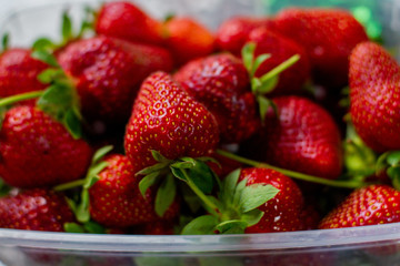 Strawberries collected in a container.