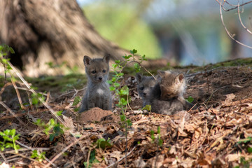 Naklejka na ściany i meble Red Fox Kits near the den...about 4-5 Weeks old