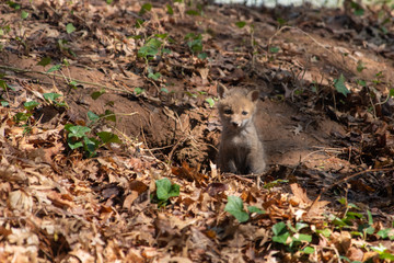 Red Fox Kits near the den...about 4-5 Weeks old