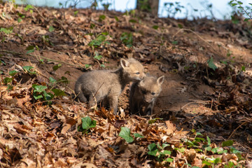 Red Fox Kits near the den...about 4-5 Weeks old