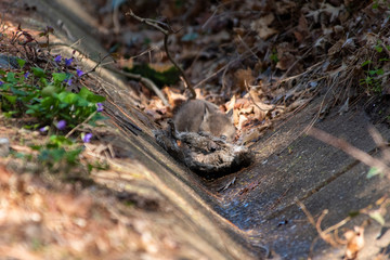 Red Fox Kits near the den...about 4-5 Weeks old