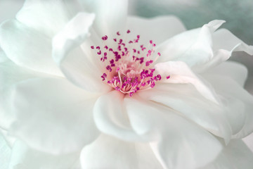 White and pink flower close up on gray background. White petals. Macro photography.Spring flower. Spring fashion.