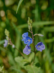 Veronica chamaedrys known as germander speedwell. Blue field flower blooming in the meadows in spring. A close-up of a beautiful flower surrounded by green grass.