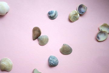 Shells on a pink background