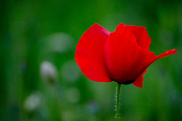 Fototapeta premium Red poppy green on green background. Macro photography. Spring flower. Spring fashion.
