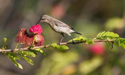 sunbird