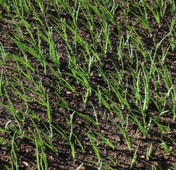 Growing Spring Onions in the yard