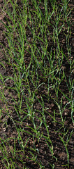Growing Spring Onions in the yard