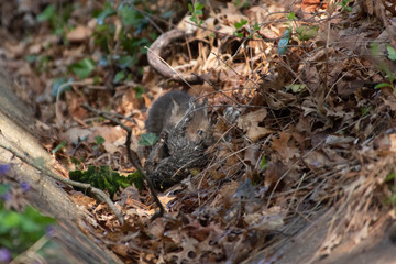 Red Fox Kits near the den...about 4-5 Weeks old