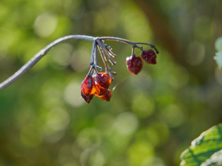Dried fruit on the branch