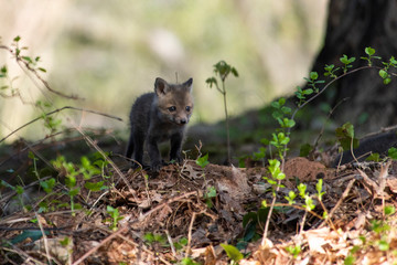 Red Fox Kits near the den...about 4-5 Weeks old
