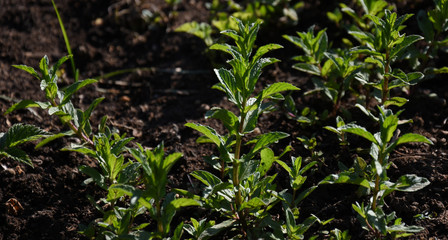 Growing Mint in the backyard