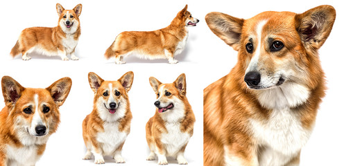 red dog stands on a white background, welsh corgi