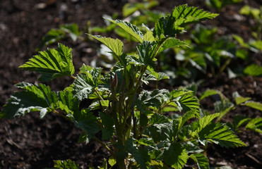 Raspberry tree growing in the backyard