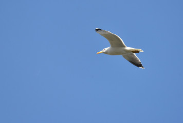 Fototapeta na wymiar seagull soaring in the sky 