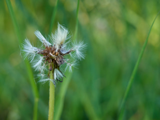 Common dandelion in the meadow at sunny spring day. Close-up photography