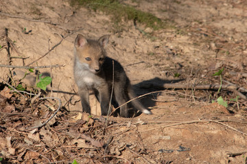 Fox Kit near den