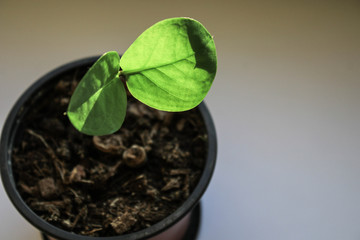 Green plant on a white background
