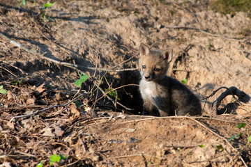 Fox Kit near den