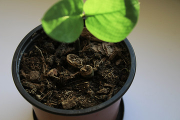 Green plant on a white background