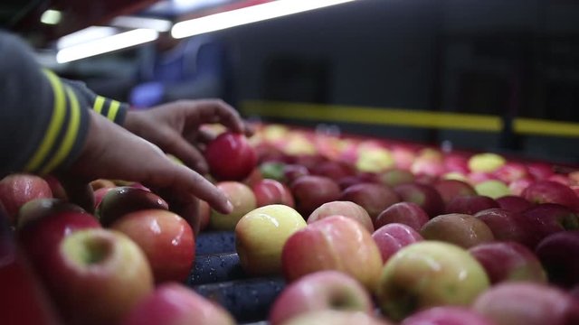 apples being inspected and turned by black african hands on a conveyor belt in fruit processing factory
