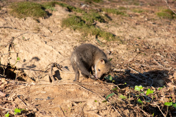 Fox Kit near den