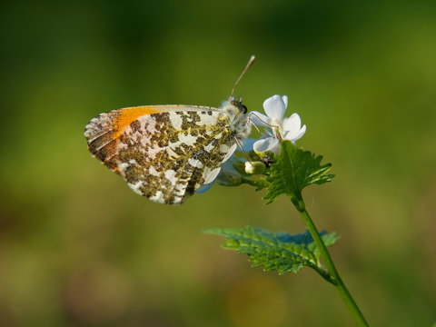 Orange-tip butterfly on a white flower. Close-up photography