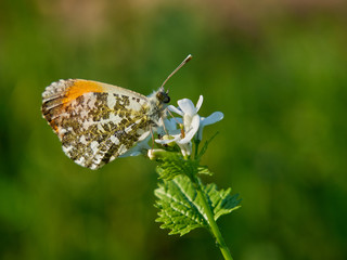 Orange-tip butterfly on a white flower. Close-up photography
