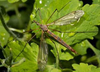 European crane fly on a green leaf after rain.  Marsh crane fly ( tipula paludosa) close-up. Top view.