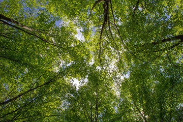 Looking up through the spring green forest with the sun shinning in the blue sky