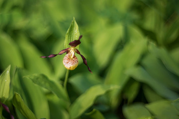 Orchid Cypripedium calceolus - Slipper slipper beautiful yellow flower on green background with nice bokeh.