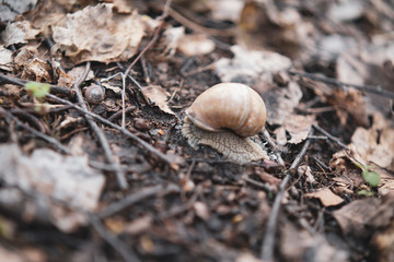 grape snail creeping up between dry leaves