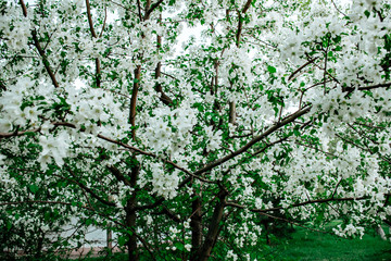 Fototapeta premium green leaves on a tree