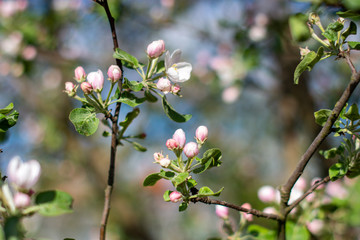 apple tree blossom