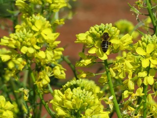 Insect pollinator working for the manufacture of honey