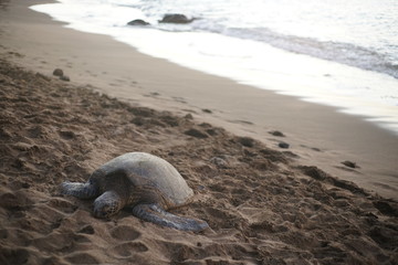 sea turtle on the beach