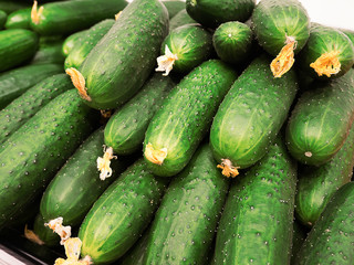Bunch of green fresh cucumbers on store counter. Farmer market of organic food. Cucumber with yellow flower in supermarket. Natural and healthy diet concept.